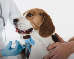 A Guide to Pet Vaccinations: What Every Pet Owner Should Know