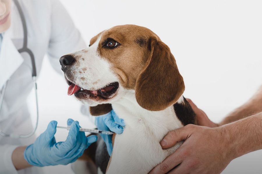 A Guide to Pet Vaccinations: What Every Pet Owner Should Know